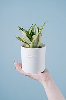 サンスベリア「ゴールデンハニー」