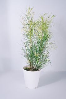 ミモザ「フロリバンダ」