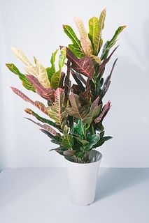 クロトン「エクセレント」
