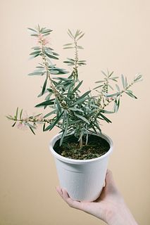 カリステモン「ピンクシャンパン」