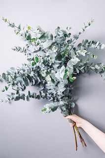 季節の枝物「大きな香るユーカリ」（ロングサイズ）