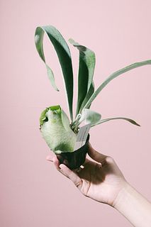 小さなコウモリラン「ベイチー」