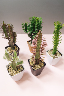 おまかせトリゴナ