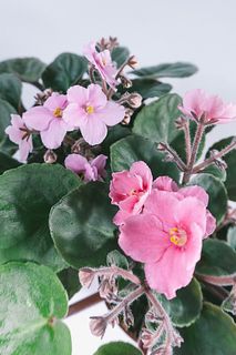 きらきらピンクセントポーリア（2鉢）