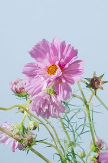 希少な八重コスモス「ダブルクリックローズボンボン」