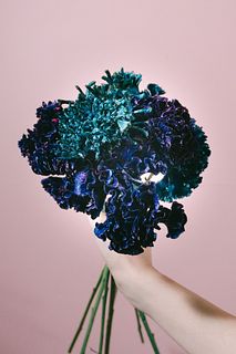 ブルーのベルベットケイトウ