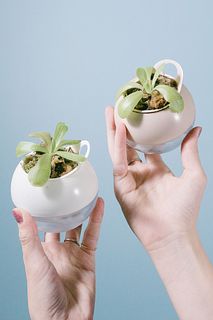 花咲く食虫植物「ムシトリスミレ」