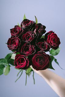 バラ「ブラックバッカラ」（10本）