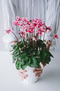 八重咲のシクラメン「チモピコティピンク」