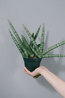サンスベリア「ボンセレンシス」