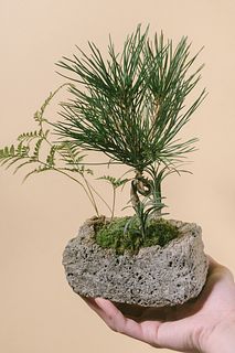 おまかせ松の苔盆栽（1個）