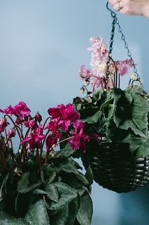 見上げたくなるシクラメン「フローエル」（1鉢）