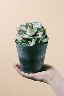 アガベ「王妃雷神」