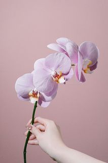 日野洋蘭園のミディファレノ「エミリー」（1本）