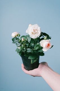 ミニバラ「ラブリーモア」