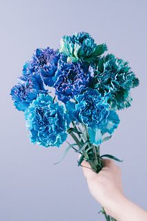 ドレスブルーのカーネーション