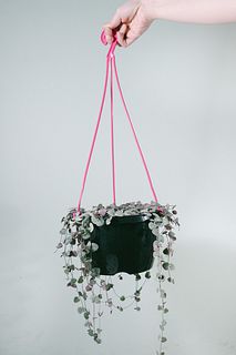 ハートカズラ「レディーハート」