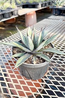 大きな高級アガベ「リトルシャーク」