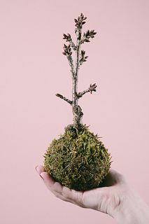 桜の苔玉「旭山」