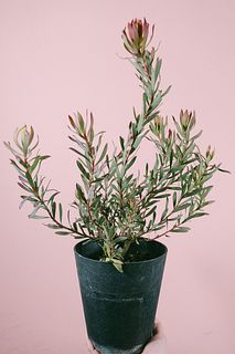 リューカデンドロン エイミー ファイバー鉢 お皿付き リューカデンドロン「エイミー」