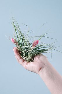 2つの花咲くチランジア「ストリクタ」