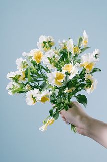たっぷり！みやび花園の新品種パンジー「エッグタルト」