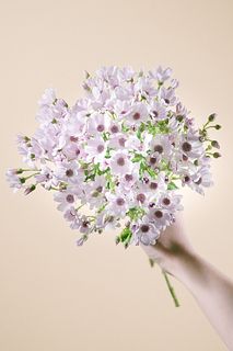 桜色のサイネリア「パーティピンク」