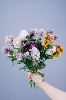 たっぷりみやび花園の希少パンジー「粋」
