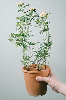 アーチ仕立てのモッコウバラ（イエロー）