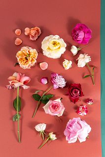 Special Rose Collection