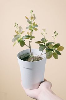 おまかせふわふわスモークツリーの鉢
