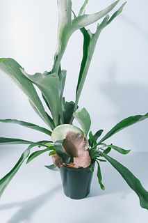 ビカクシダ「ネザーランド」