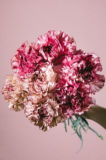 希少カーネーション「セレヴィーヌ＆セレヴィーヌワイン」