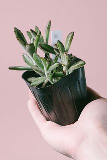 ふわふわ多肉植物「月兎耳」