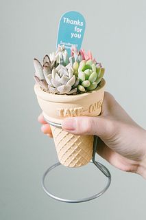 コーンカップの多肉寄せ植え