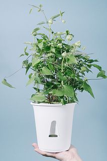 クレマチスの鉢「花園」