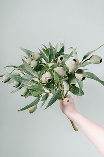 ベルガムナッツのスワッグ