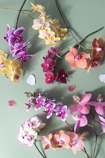 【限定価格】加藤洋ラン園さんのミディファレノ（2本）