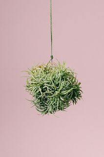 チランジア「イオナンタボール」