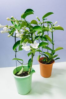 マダガスカルジャスミン