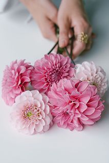 【産直】日光園藝のダリア「ピンクmix」（6本）