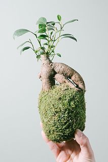 幸運を呼ぶ「ガジュマルの苔玉 」