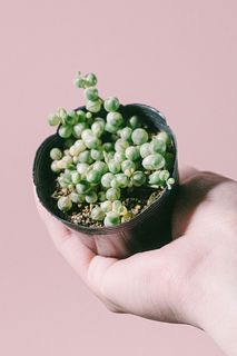 希少！斑入グリーンネックレス