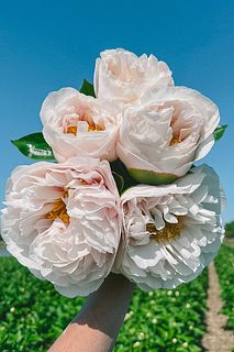 【産直】センティアの芍薬「ブラッシングプリンセス」