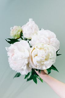 純白の芍薬