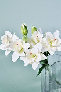 【産直】今井ゆり園のベルベデーレ