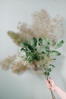 早咲きスモークツリー（ロングサイズ）