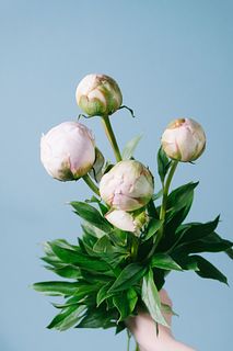 大輪芍薬「ロザリオ」
