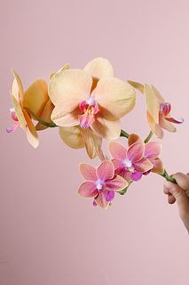 日野洋蘭園のドロップとワンダ（2本）