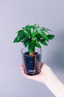 幸運を呼び込むパキラの木（チャコボール）